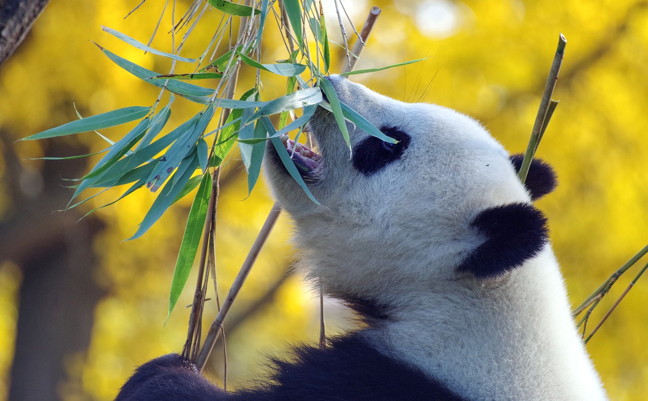 soigneur animalier panda
